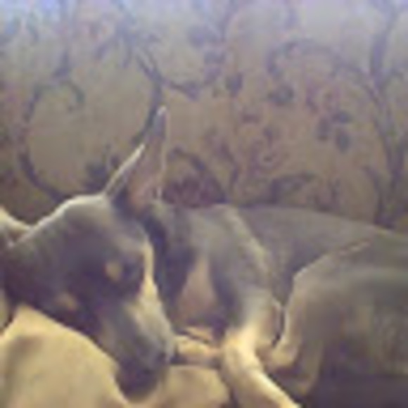 Meet your Posher, Lillie - Picture 1 of 1